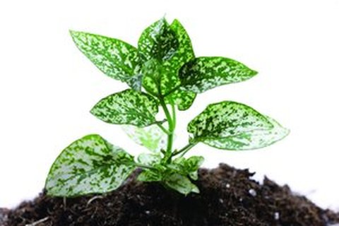 多模态深度科普：多模态与多模态学习区别